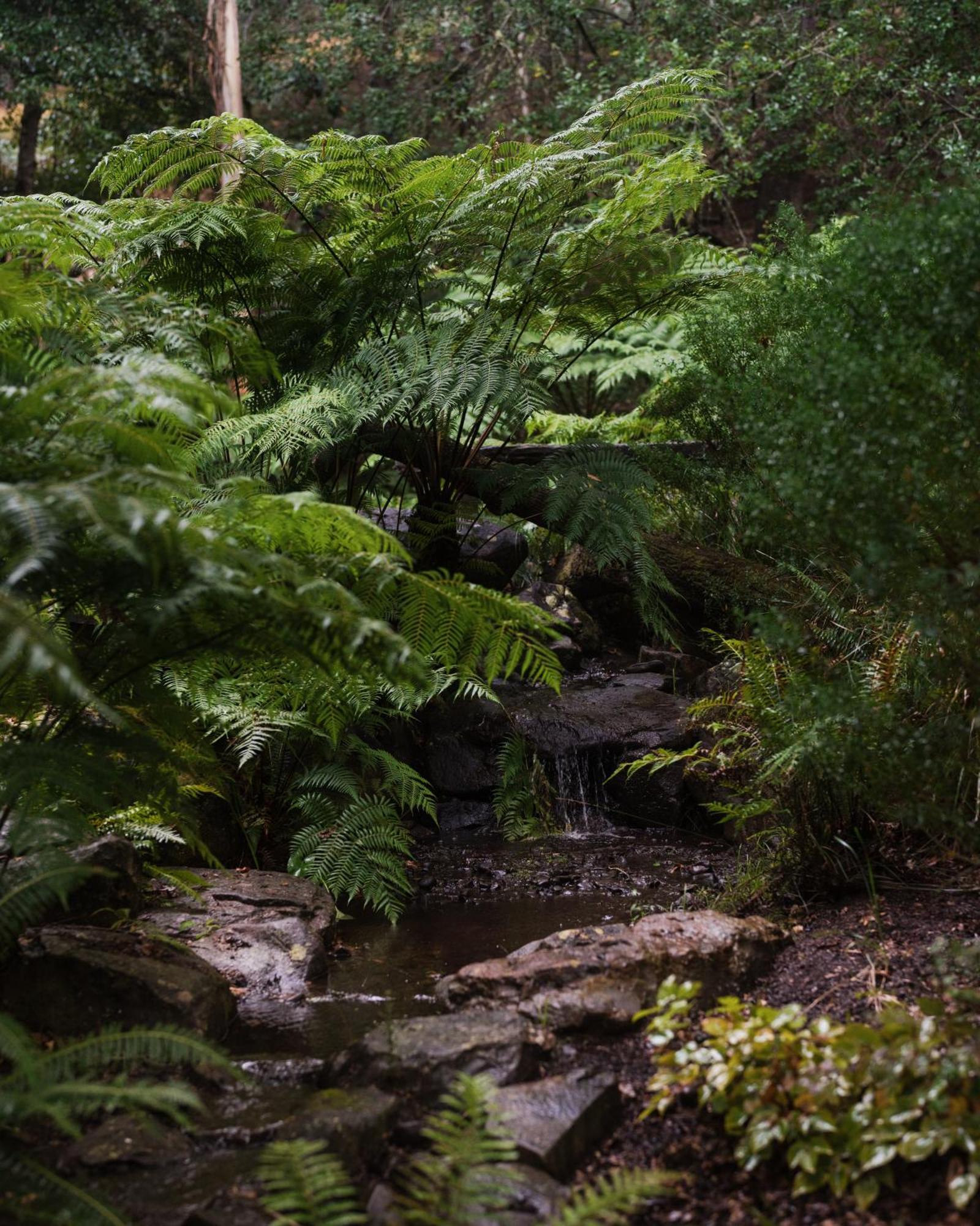 Toorongo Valley Estate Noojee Exteriör bild